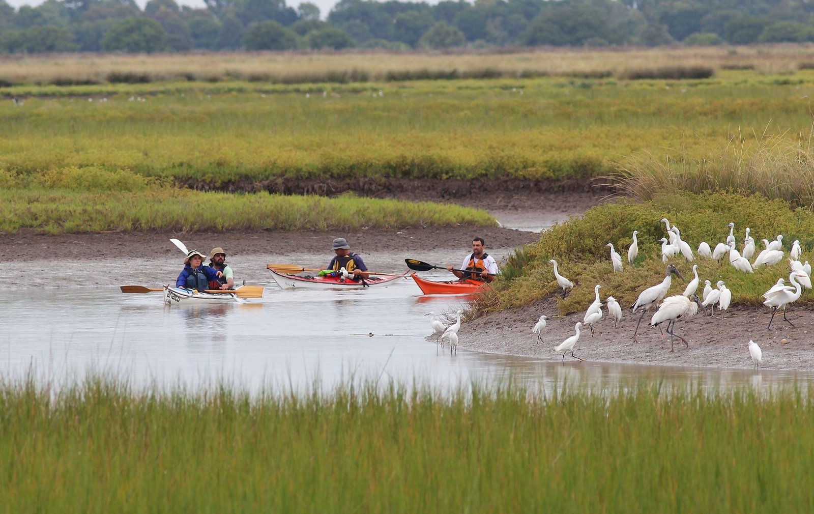 Limosa Kayak Expediciones