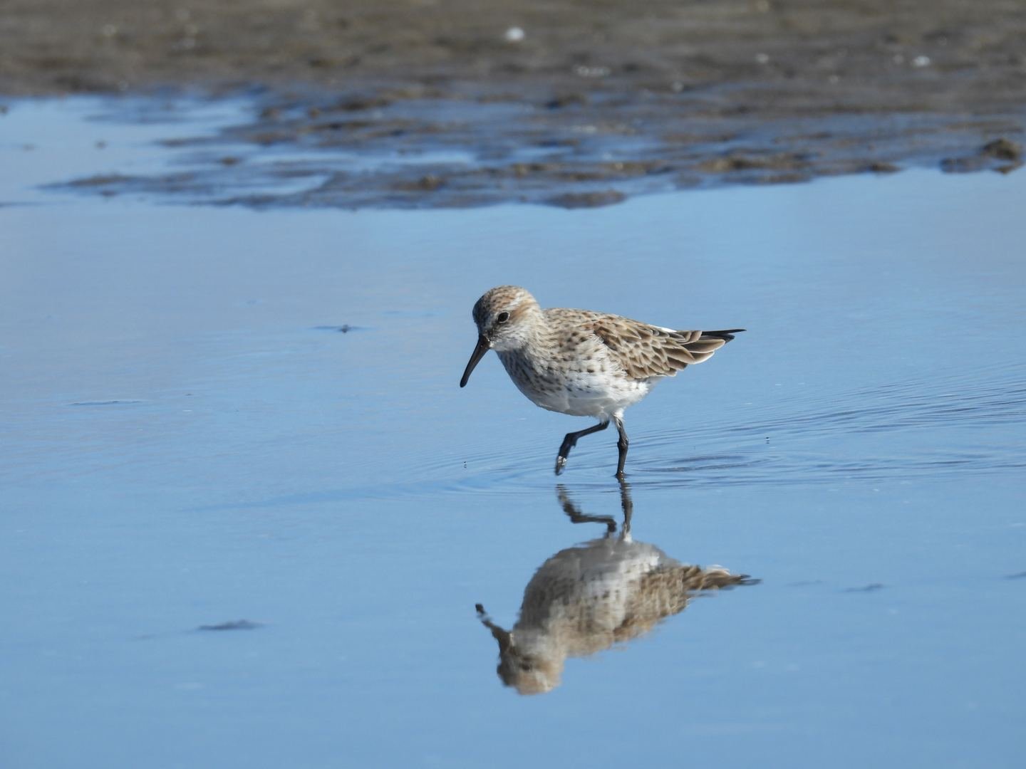 Limosa Kayak Expediciones