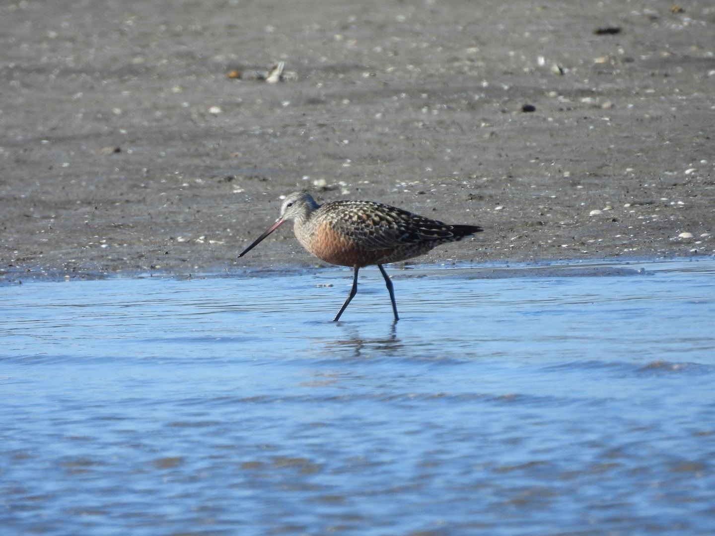 Limosa Kayak Expediciones