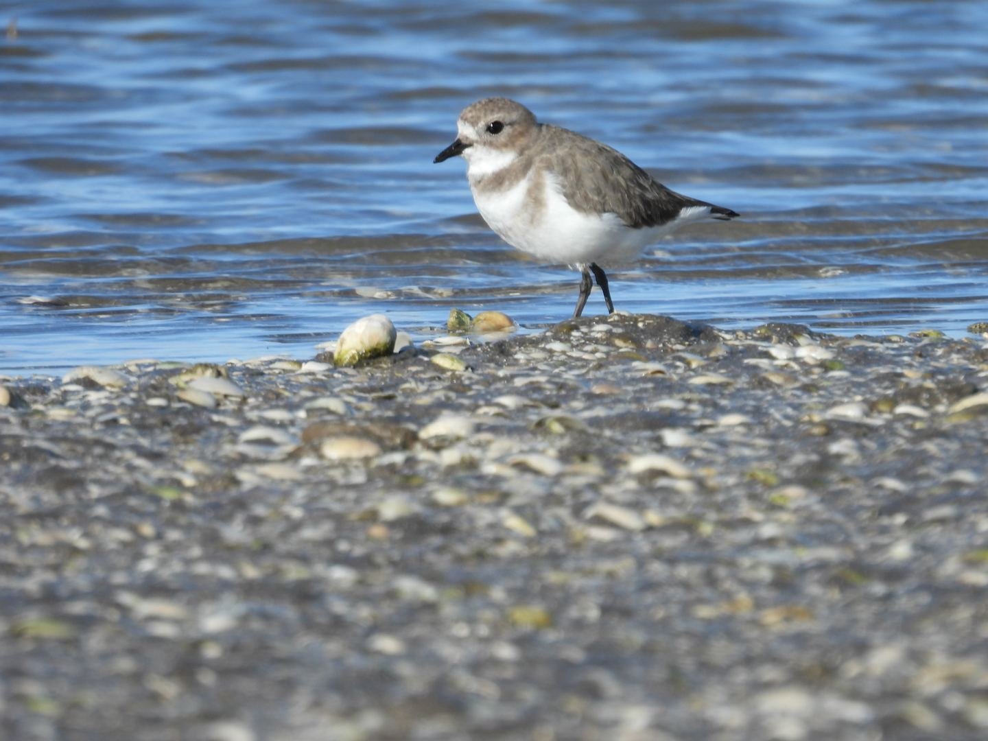 Limosa Kayak Expediciones