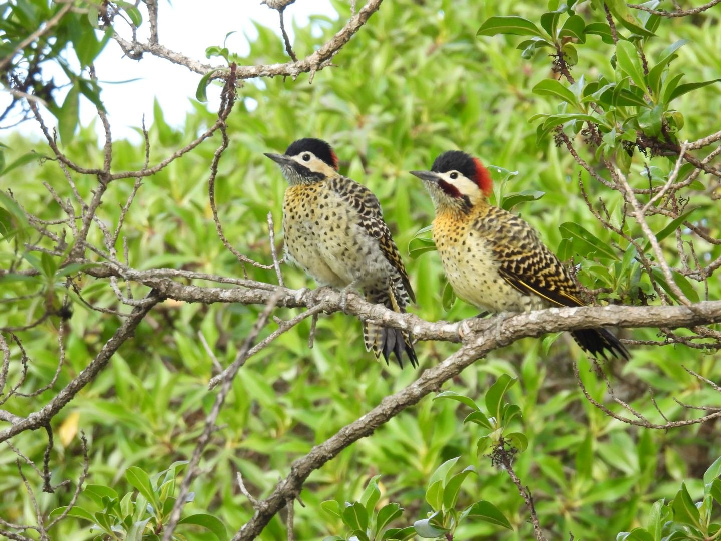 Limosa Kayak Expediciones