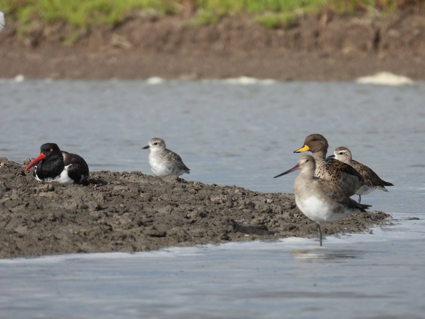 Limosa Kayak Expediciones