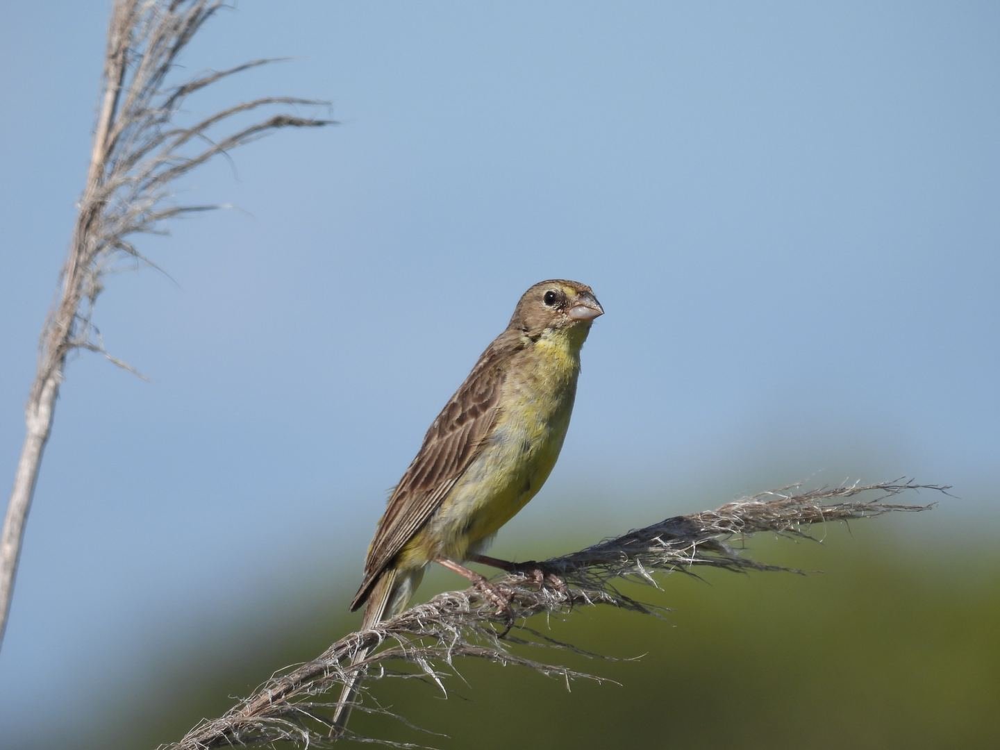Limosa Kayak Expediciones
