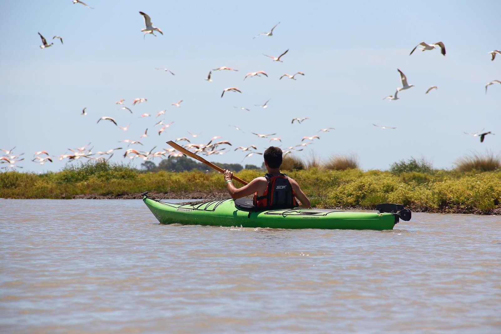 Observación de aves