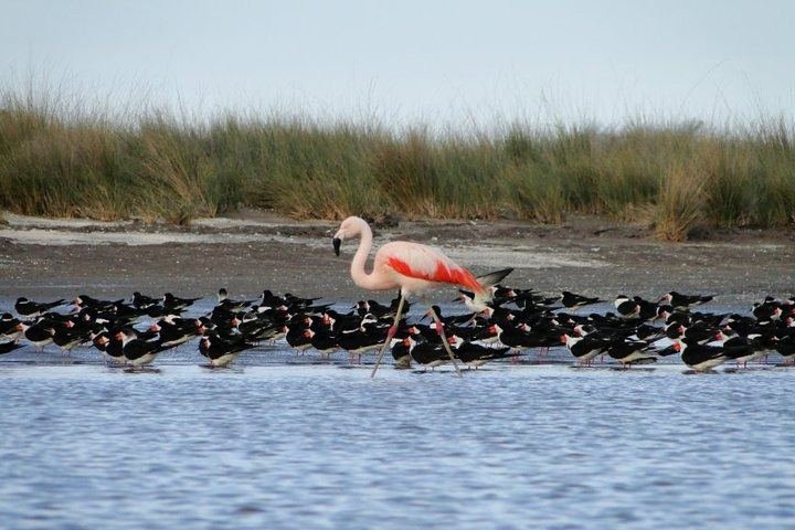 Limosa Kayak Expediciones