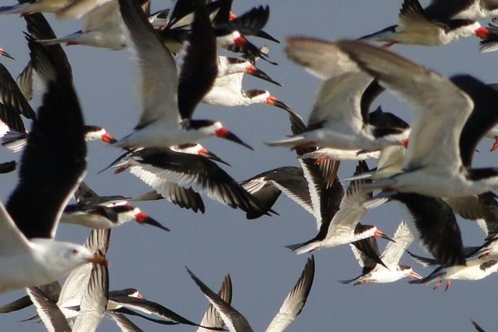Limosa Kayak Expediciones